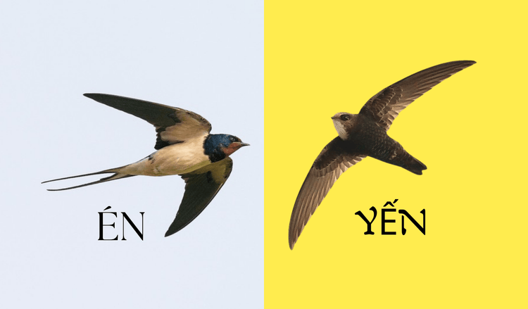 Chim én và chim yến: 4 Điểm khác nhau, dễ phân biệt